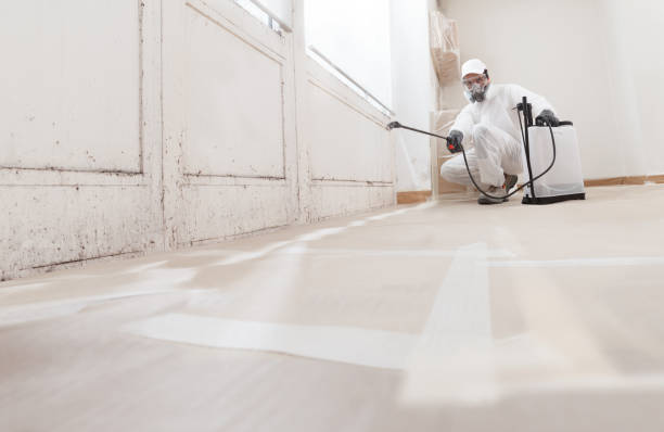 24/7 Emergency Basement Mold Removal experts in Mount Tabor, NJ