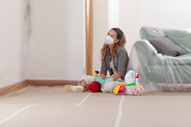 Reliable Basement Mold Removal contractor in Mount Tabor, NJ by WQB Mold Removal
