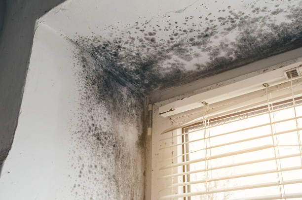 Affordable Basement Mold Removal solutions in Mount Tabor, NJ